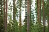 Finnischer Wald