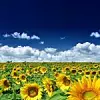 e-parfaitFotolia_8740149_sonnenblumen.jpg